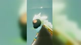 光遇：我发现了一只美女龙骨！