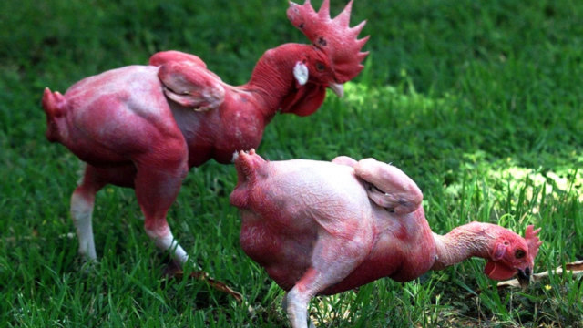 外国的"无毛鸡",全身一根鸡毛都没有,下蛋量比一般鸡多2倍!