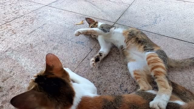 一只欺负怀孕小母猫的家伙,看我把它吊起来,还敢耍横么?