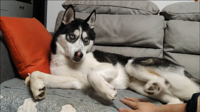 二哈这傻狗举手投足都是笑料,真是个大活宝,可爱