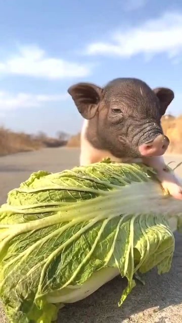 好白菜都被猪拱了现实世界版