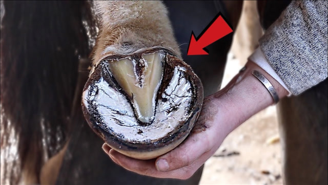 老师傅修马掌,技术一流!强迫症的福音,看着特别过瘾