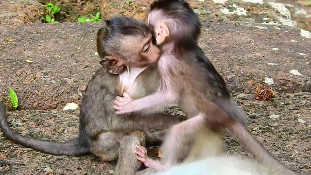 两只可爱的小猴子拥抱亲吻,网友:一定是亲兄弟!