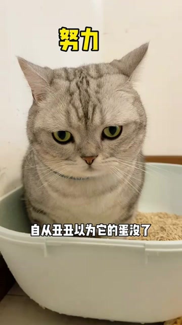 丑丑3岁啦!最后又笑着孵蛋了