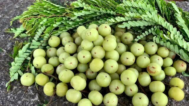 农村野生余甘果,先苦涩后甘甜爽口,你吃过吗?