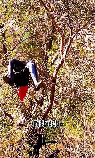 屁股疼.师爷:没事不疼,屁股在树上呢!