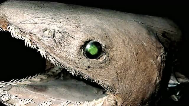 生物学界里说的"幽灵鲨鱼"是一个什么样的鱼类呢你了解吗