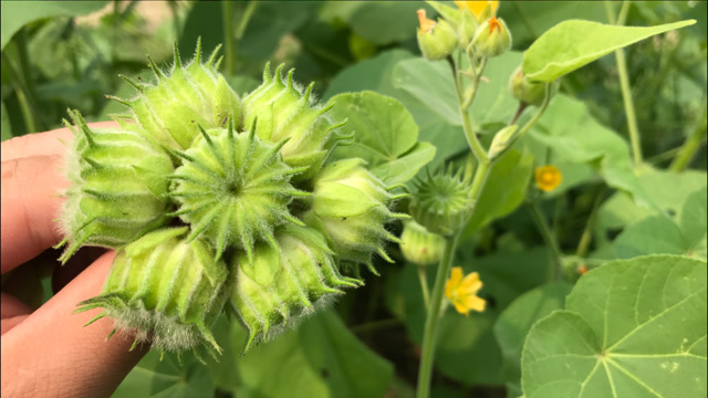 农村的苘麻浑身是宝,果实好看好吃好玩,它的用途可了不得