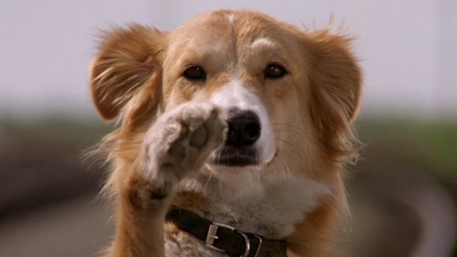 《灵犬宾果》:一只会摩斯电码的狗子智斗恶贼