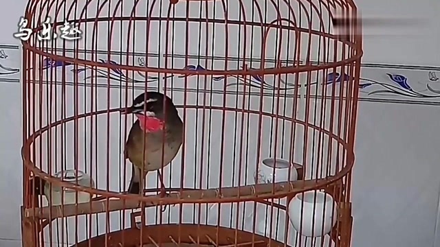 7分钟鸟叫声红靛颏的叫声好不好听你来听听看