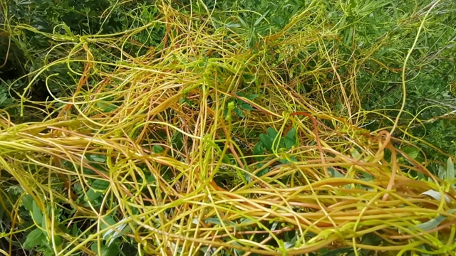 神奇植物,无根无叶,有谁知道这是什么植物