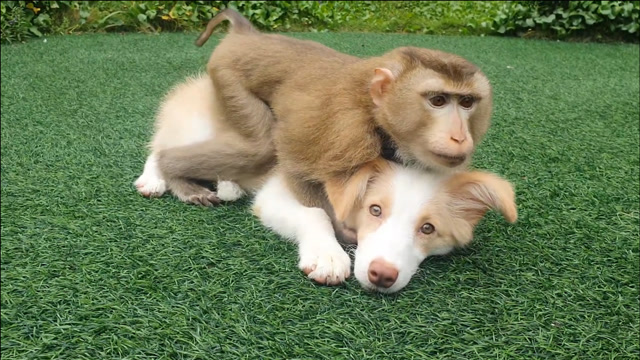 猴子抱住狗狗不想放手,狗狗看起来太可怜