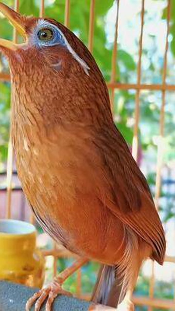 精品画眉鸟叫声分享给你们