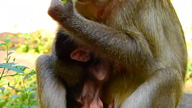 真的!猴妈妈抓公猴的时候尿出来了,真的好巧!