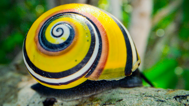 全世界颜值最高!"糖果"蜗牛自带个性皮肤太罕见