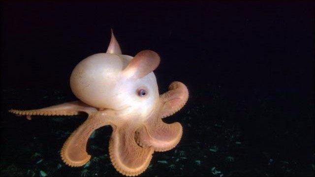 好呆萌的小飞象章鱼 天生就是来卖萌的