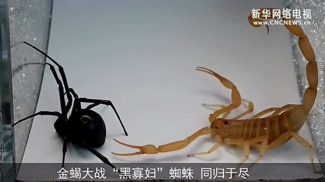 世上最毒金蝎vs黑寡妇蜘蛛 终极对决!