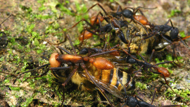 非洲行军蚁大军恐怖猎杀 攻占黄蜂窝一扫而空