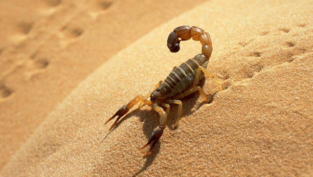 剧毒眼镜蛇和蝎子遇上它,哼都没哼一声,脑袋就被咬没了