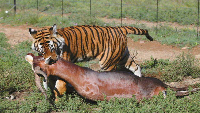 华南虎猎杀羚羊,太暴力了,我都没看清楚就被秒杀了