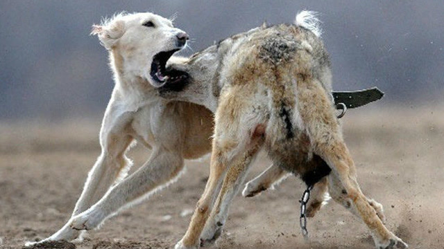 牧羊犬活活咬死野狼,打斗场面极其惨烈!