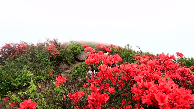 绽放杜鹃花龙游