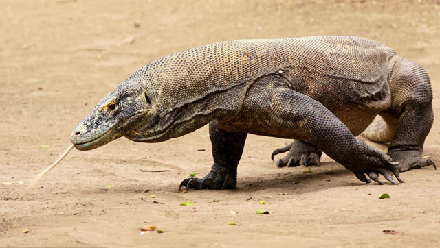 敢跟平头哥对峙 激烈打斗后 科莫多龙得到惨烈下场