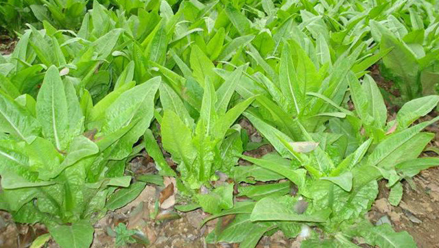 被称为千金菜 ,降血糖降血脂治便秘,不知道的以前都白吃了