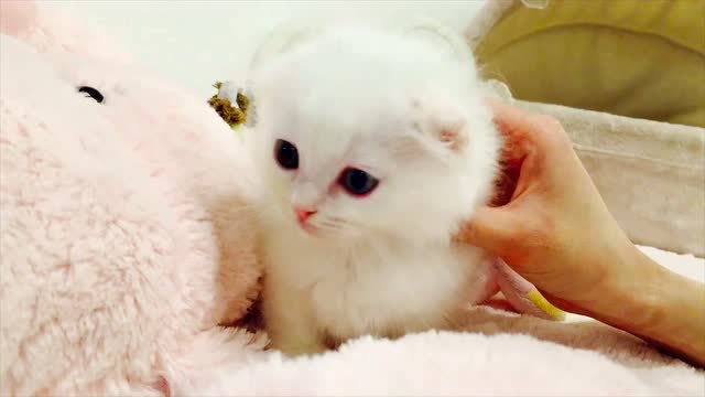 漂亮白猫宝宝自带眼线,这么可爱,我也想要