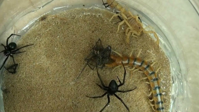 蝎子vs蜘蛛vs蜈蚣vs蛇图片