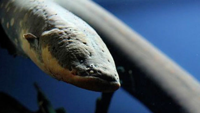 一只小食人鱼被放入电鳗水箱,3秒战斗结束!