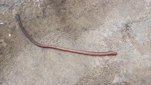 蚯蚓大条又长