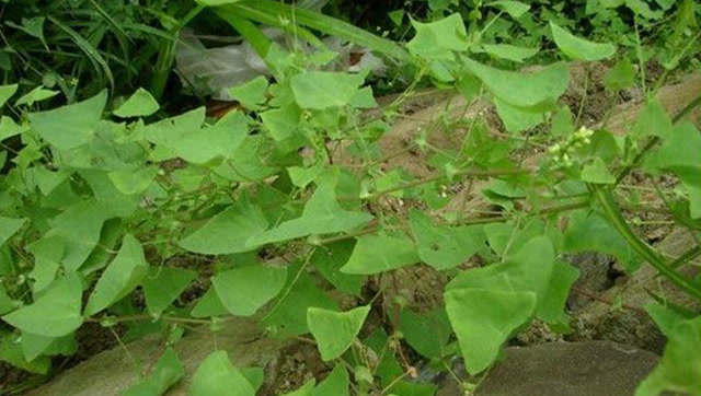 农村这种野草被老中医称作"万宝灵丹",你家有吗?