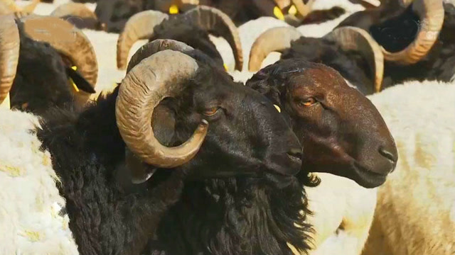 巴州黑头羊图片