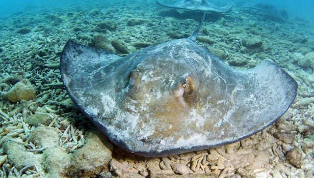 海底实拍:黄貂鱼猛扑新脱壳的蜘蛛蟹
