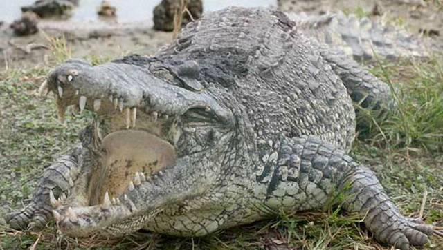 乌干达捕获2000斤食人鳄 传已经活吞六人