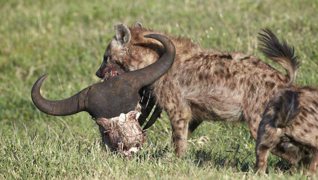 又一头水牛惨遭鬣狗的猎杀,方式还是这么残忍!