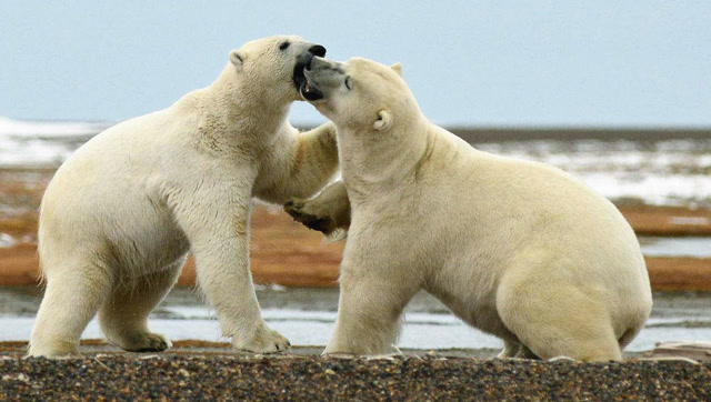 北极熊发泄情绪的方式就是打架,看这两头熊打得不亦乐乎