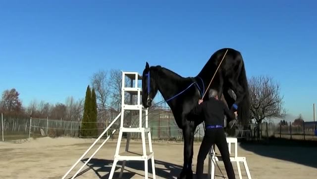 原来高手是这样驯服烈马的?