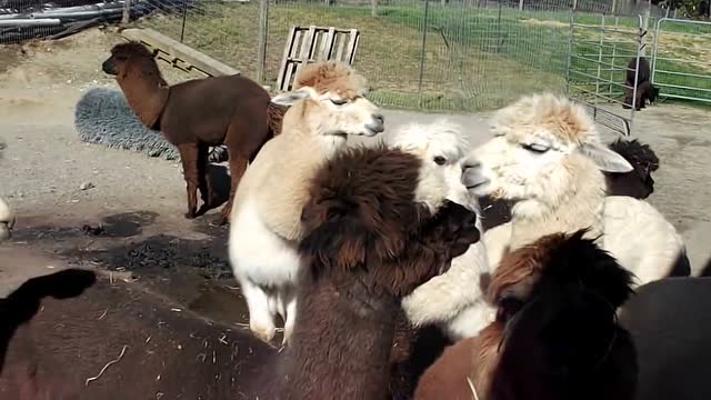 一群羊驼一起洗澡,看着毛厚的,也不知道什么时候才能干呢!