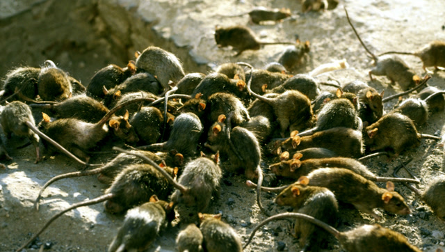 缅甸一座村庄被老鼠大面积破坏,政府鼓励村民杀一个给50缅元