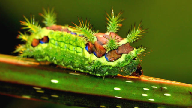 洋辣子的成虫是什么?这么丑的虫子,长大了怎么真好看!