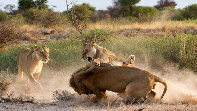 这头雄狮脸都丢光啦,被老虎压在地上打,毫无还手余地,太尴尬了