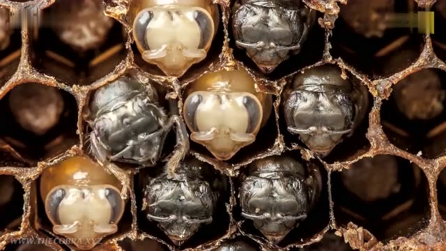 涨知识了,看看蜜蜂是怎么从卵发育成成虫的?