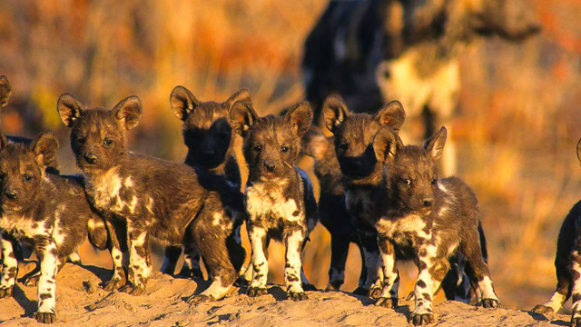 看非洲母野狗怎么样智斗狮子,成功拯救一窝萌萌的幼崽