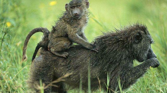 实拍公狒狒趁机对母狒狒侵犯 狒狒首领忍无可忍下狠手教训!