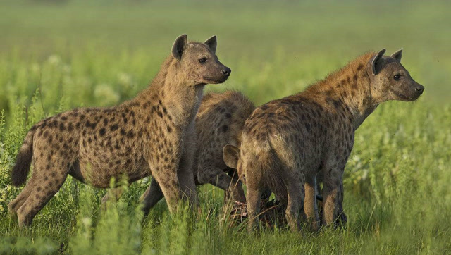 野牛带幼崽散步被鬣狗发现 凶猛鬣狗冲上就啃,一点情面都不给!