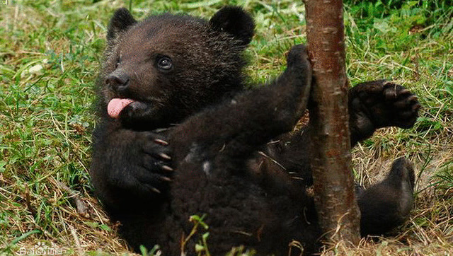 成年黑熊遇到一群黑熊幼崽,接下来黑熊幼崽的表现把它看傻眼了!
