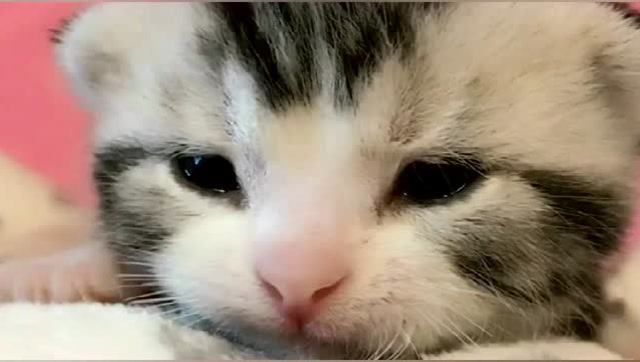 小猫咪泪眼汪汪的趴在毯子上休息,让人心疼