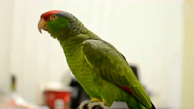 鹦鹉把主人的声音模仿的惟妙惟肖,太厉害了!